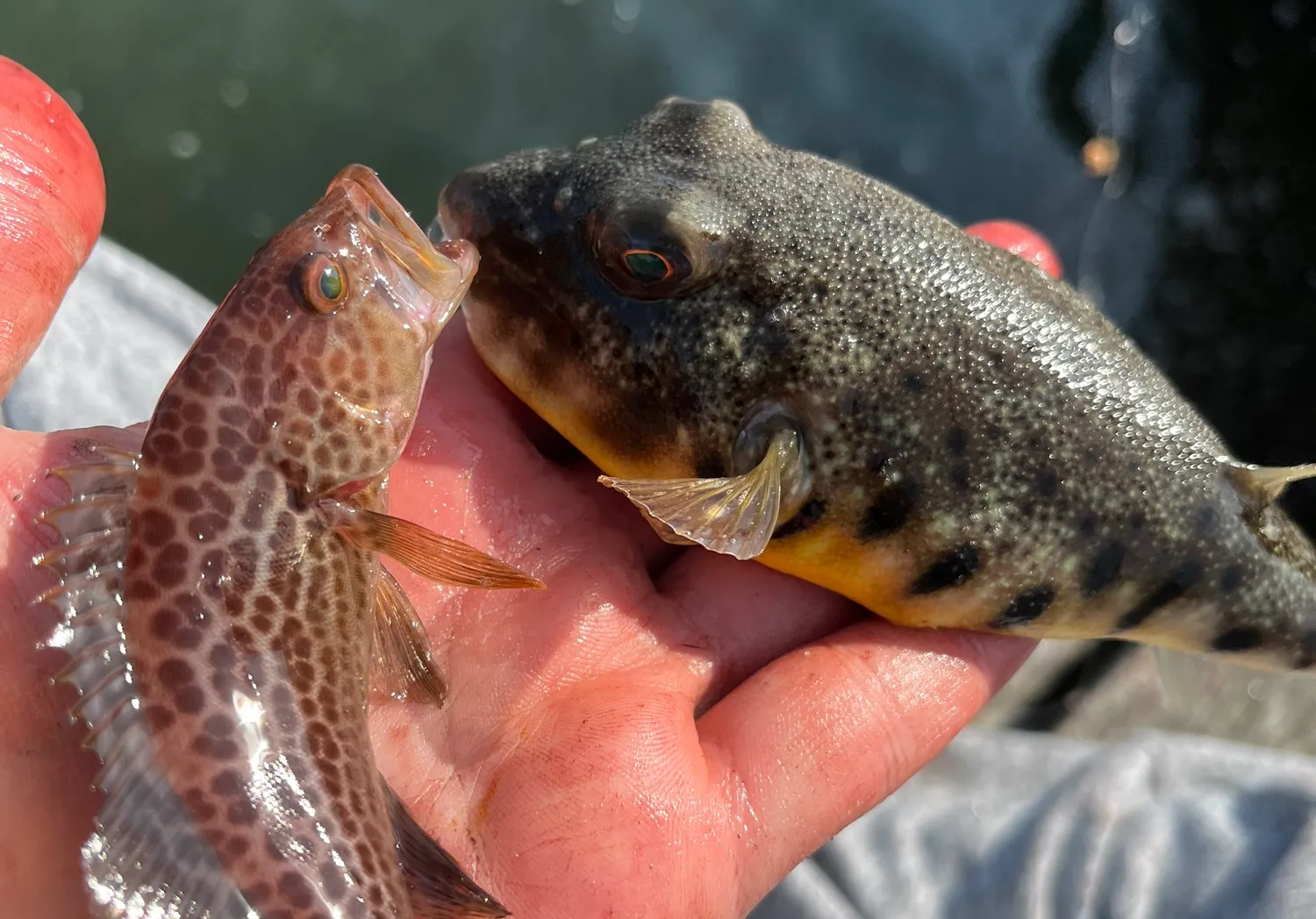 Northern puffer