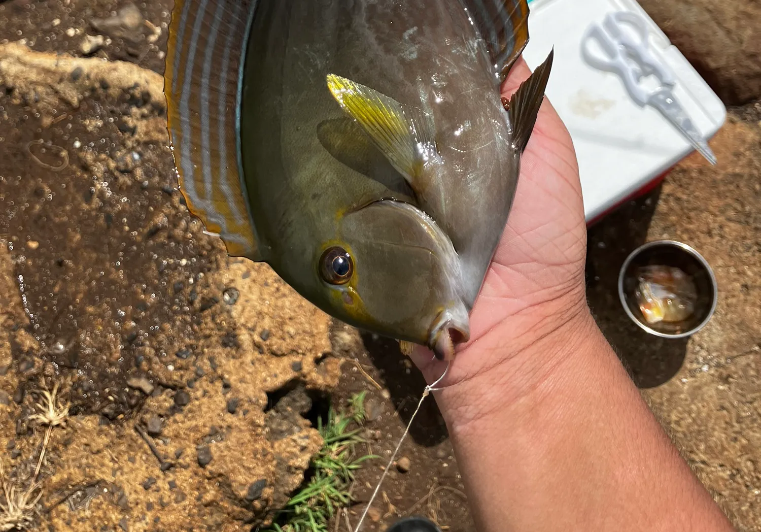 Eyestripe surgeonfish