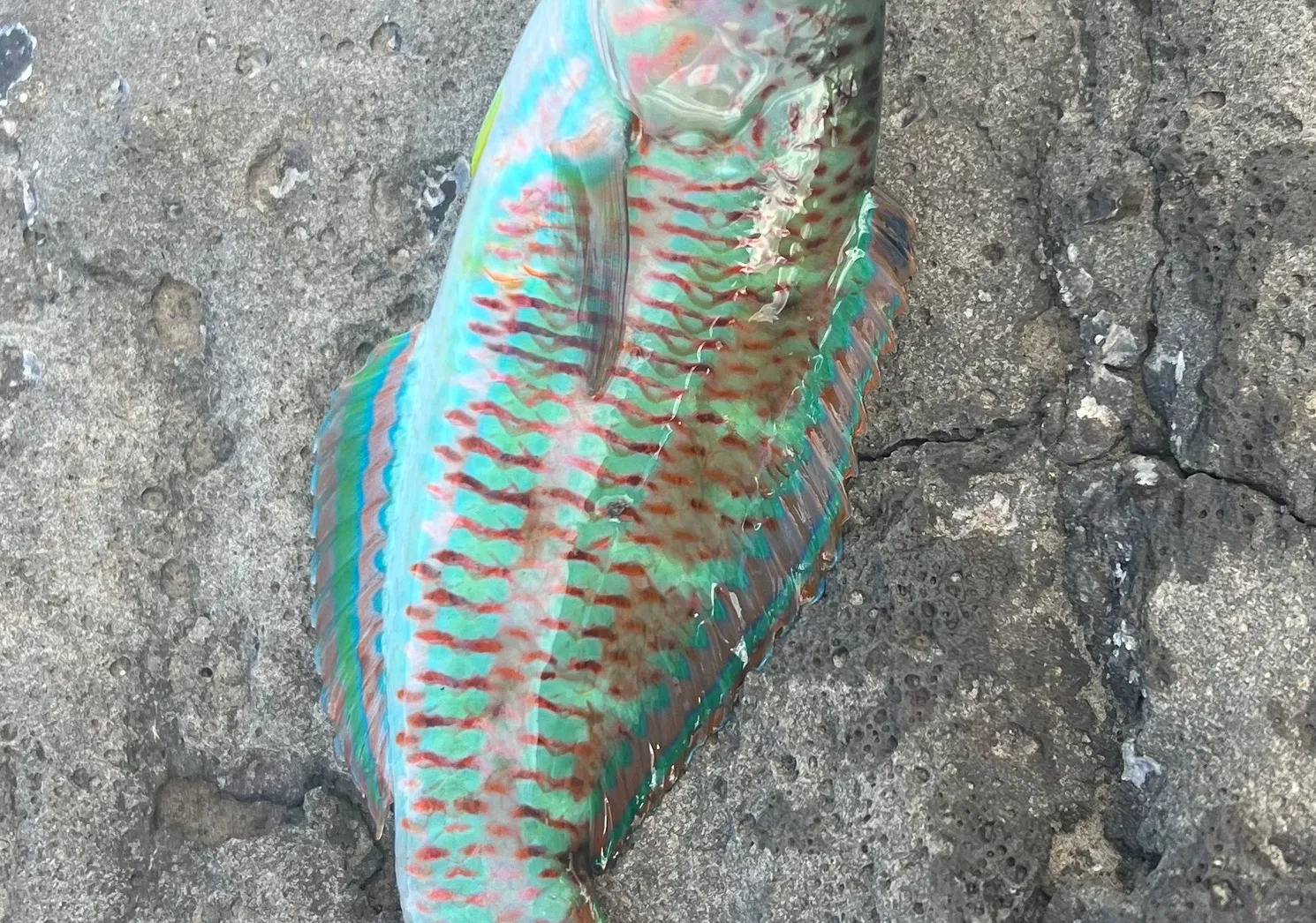 Christmas wrasse