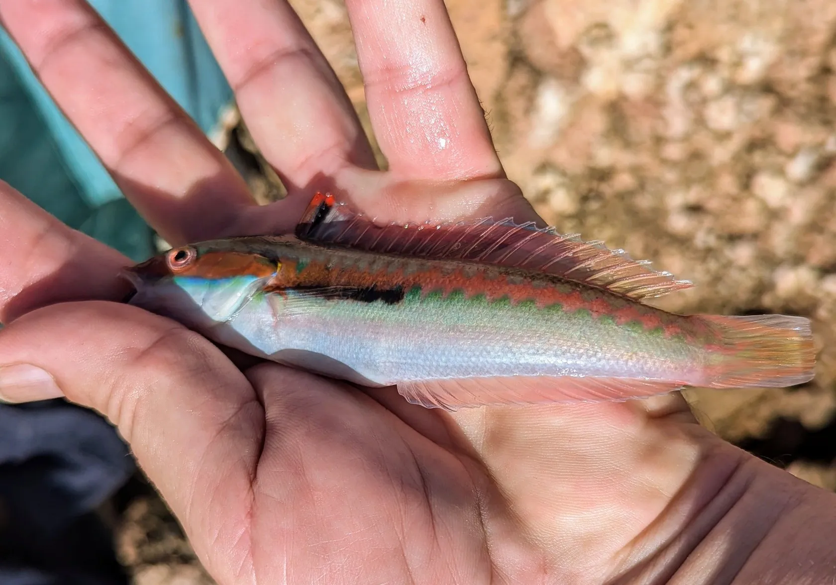 Mediterranean rainbow wrasse