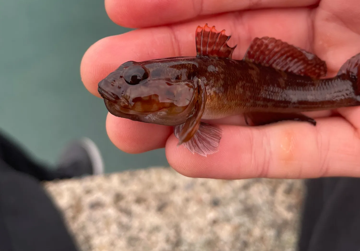 Rock goby