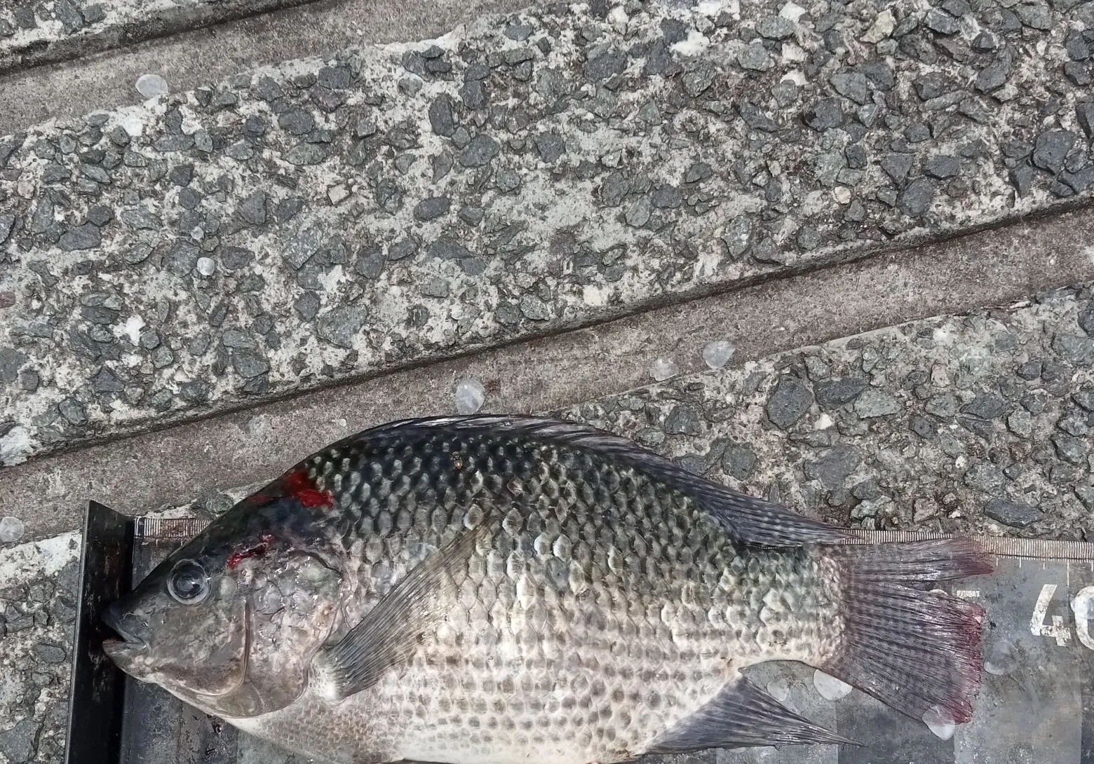 Mozambique tilapia