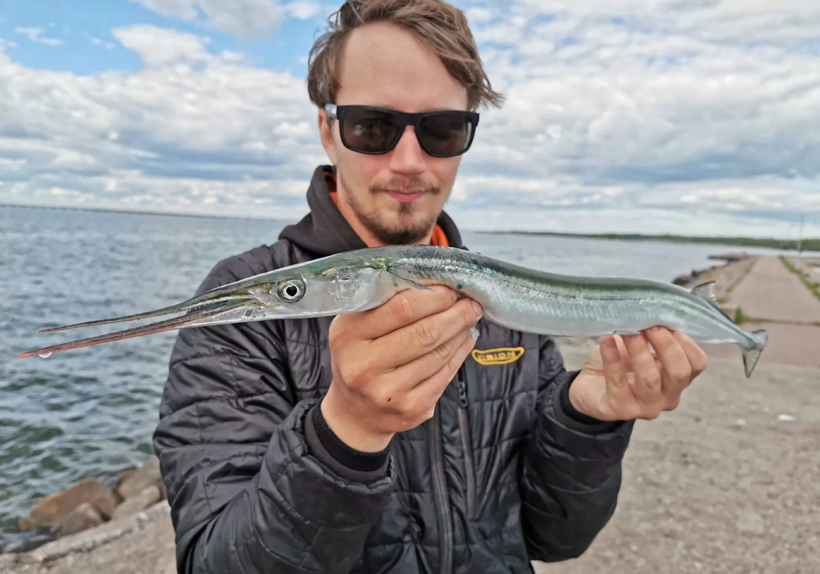 European garfish