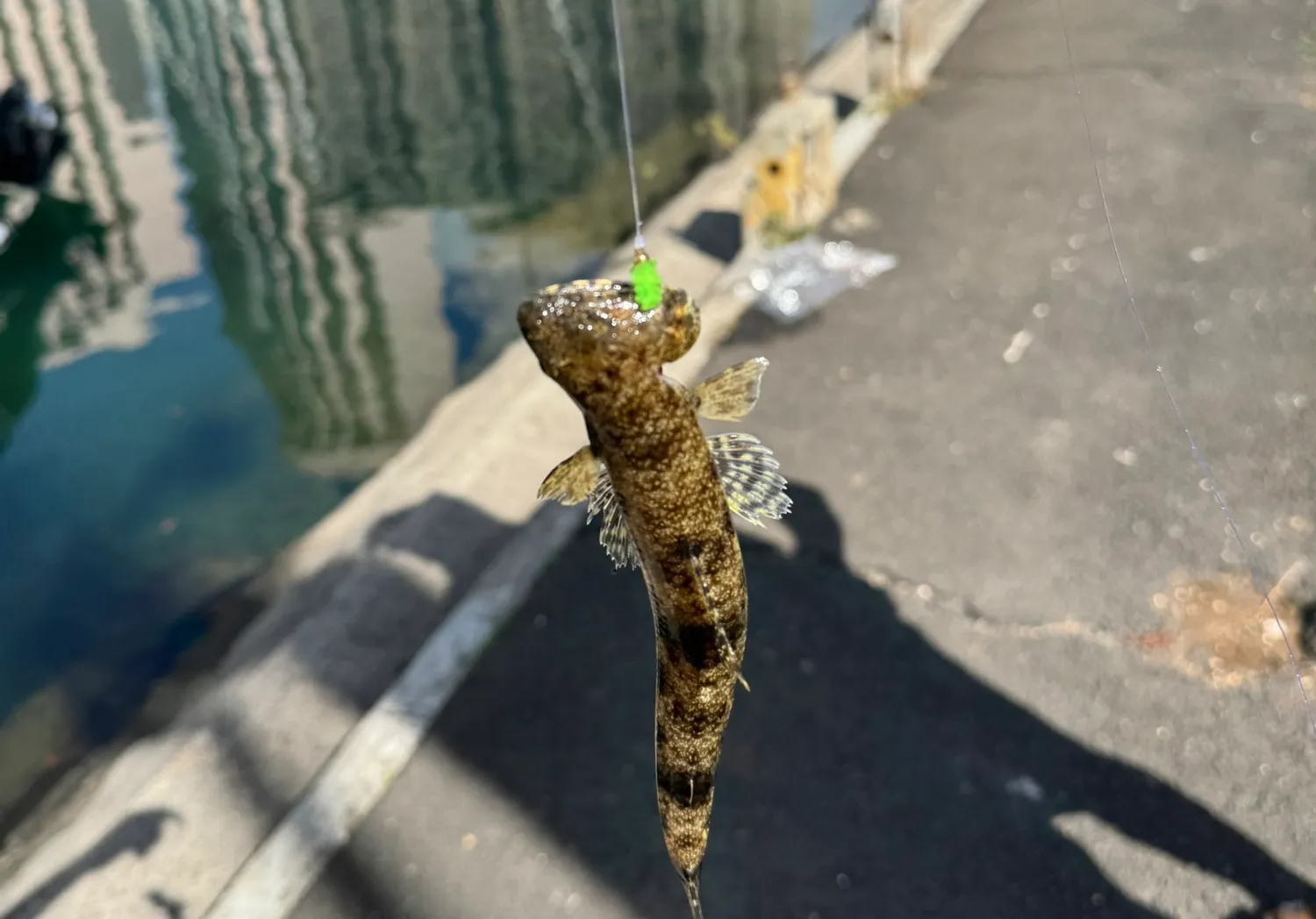 Lighthouse lizardfish