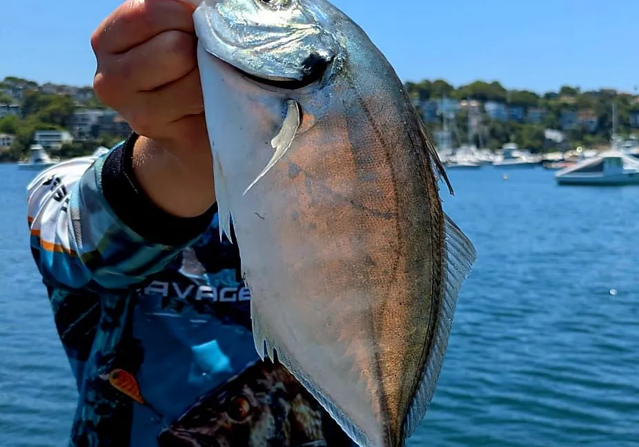 White trevally