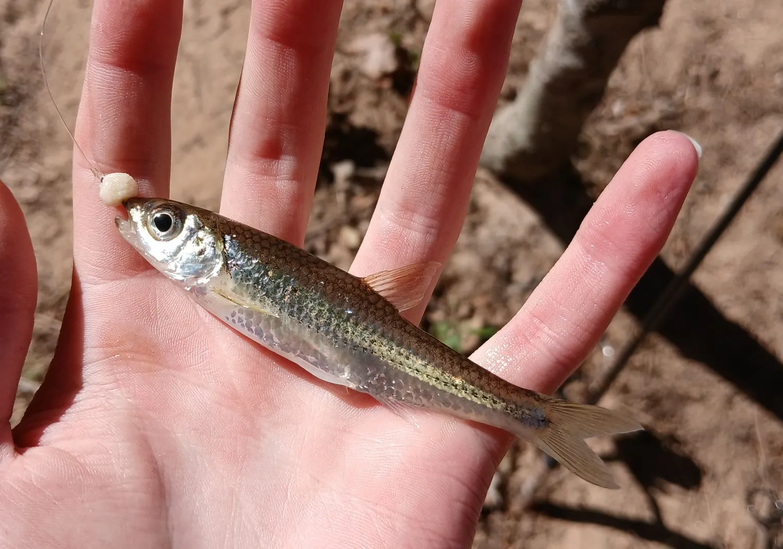 Sandbar shiner