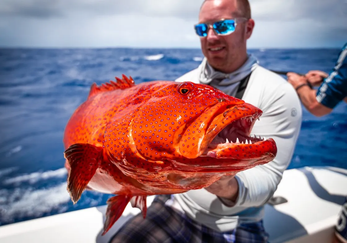 Leopard coralgrouper