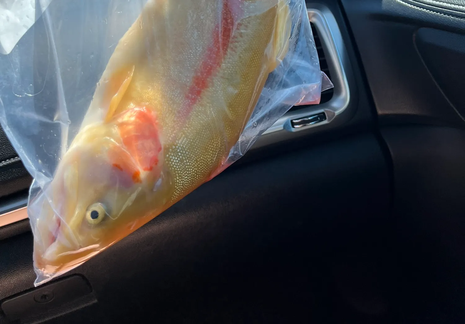 Golden trout