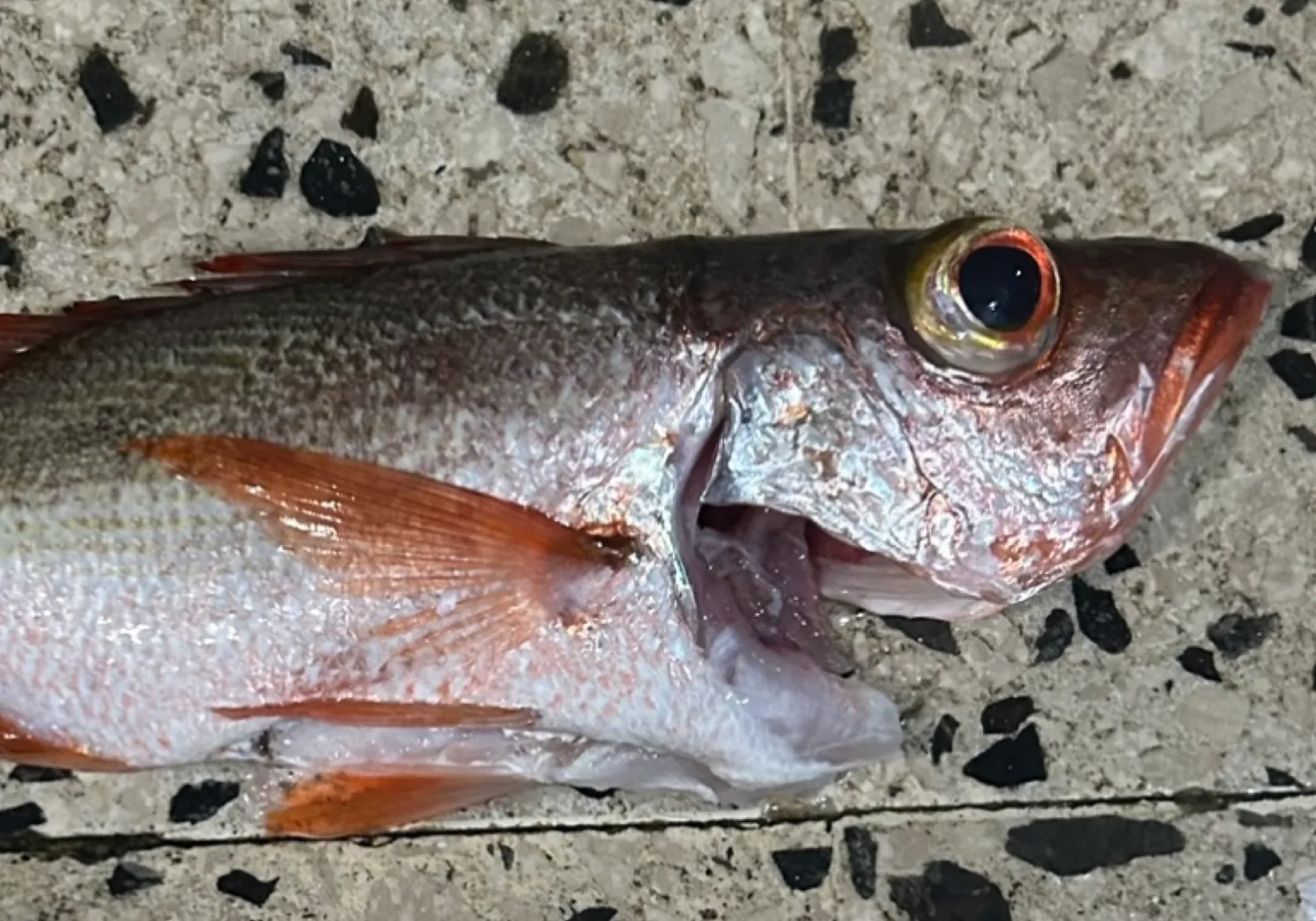 Mahogany snapper