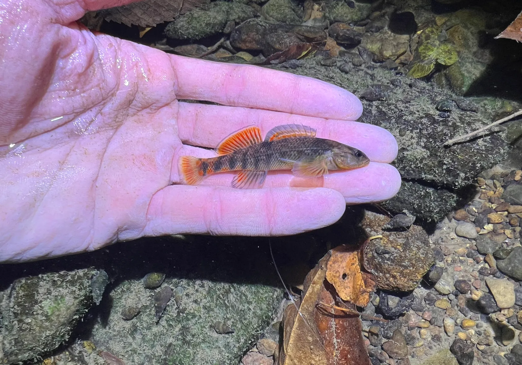 Rainbow darter