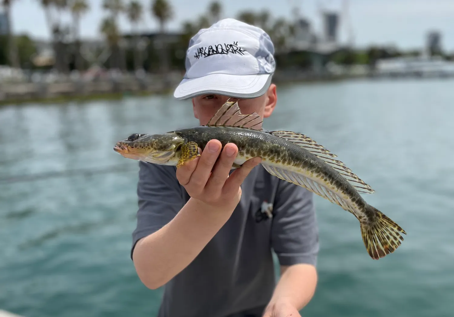 Rock flathead