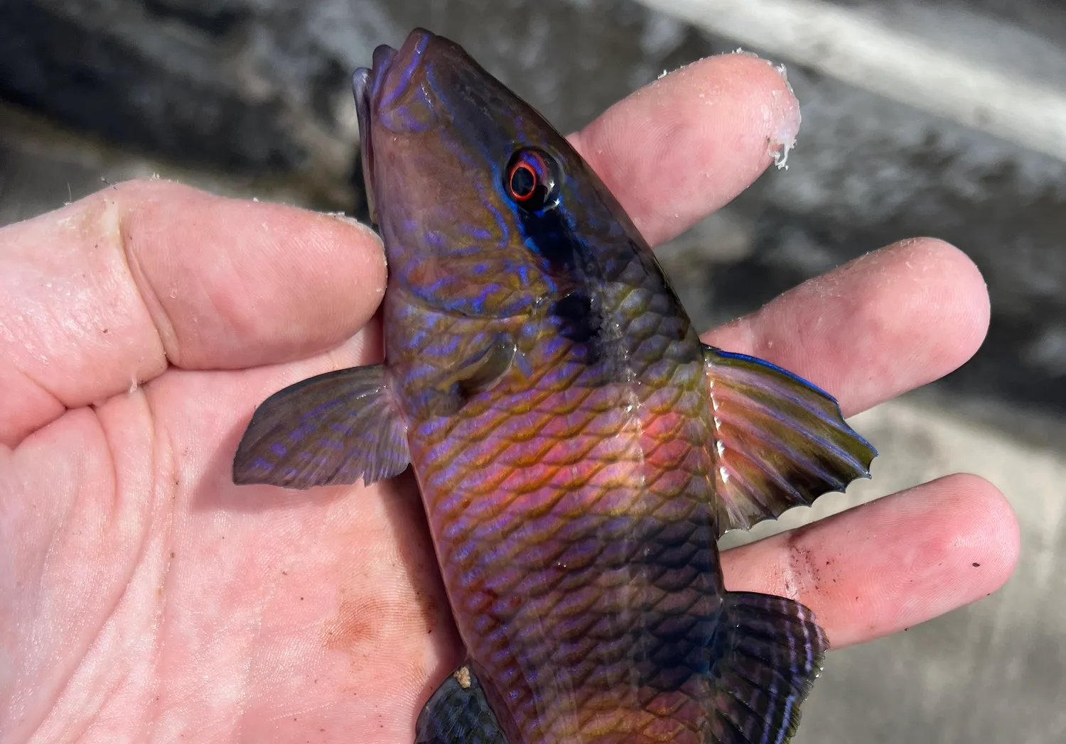 Manybar goatfish