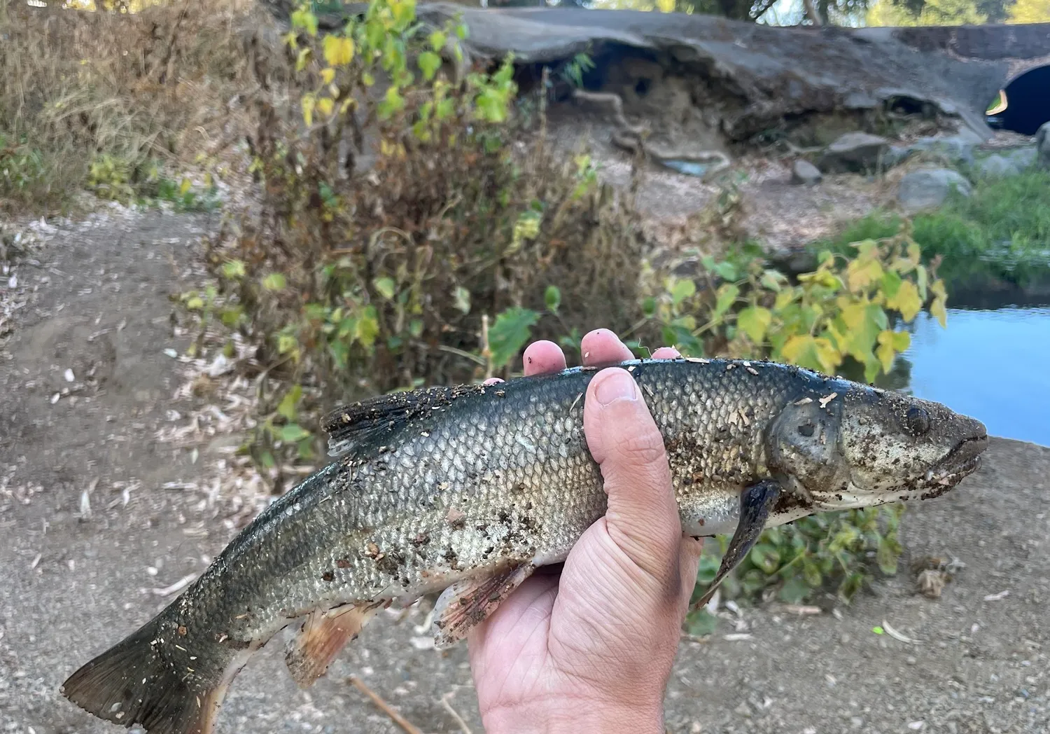 Sacramento pikeminnow