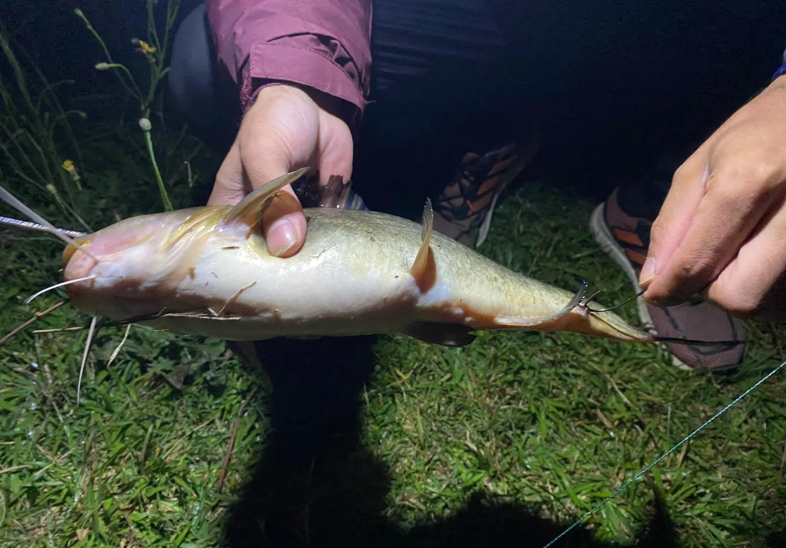 Pale catfish