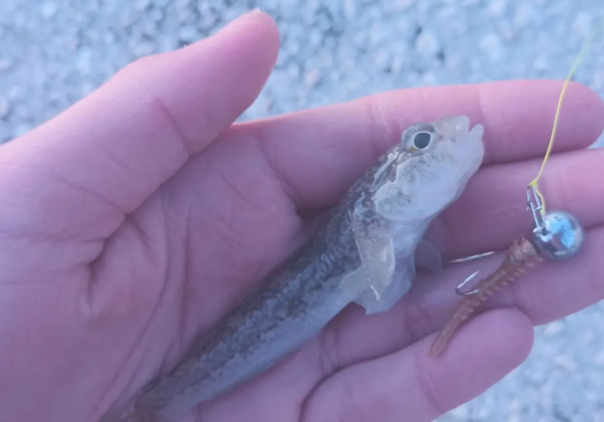 Sand goby