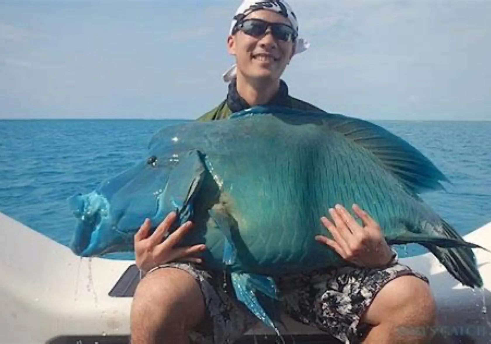 Humphead wrasse