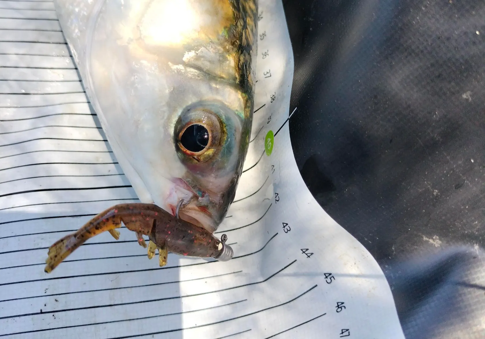 Striped mullet