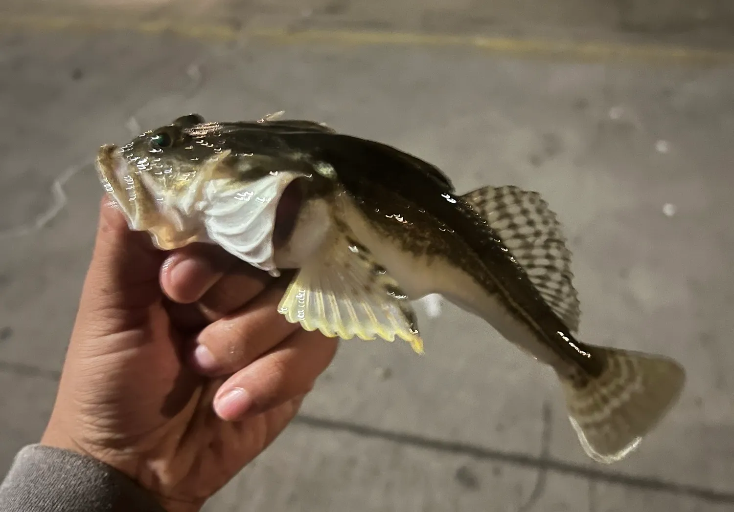 Pacific staghorn sculpin