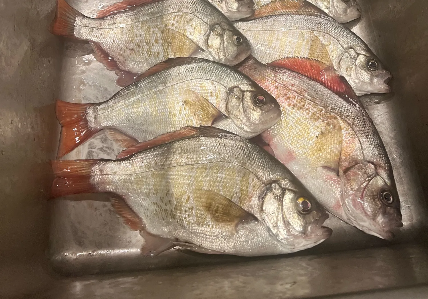 Redtail surfperch