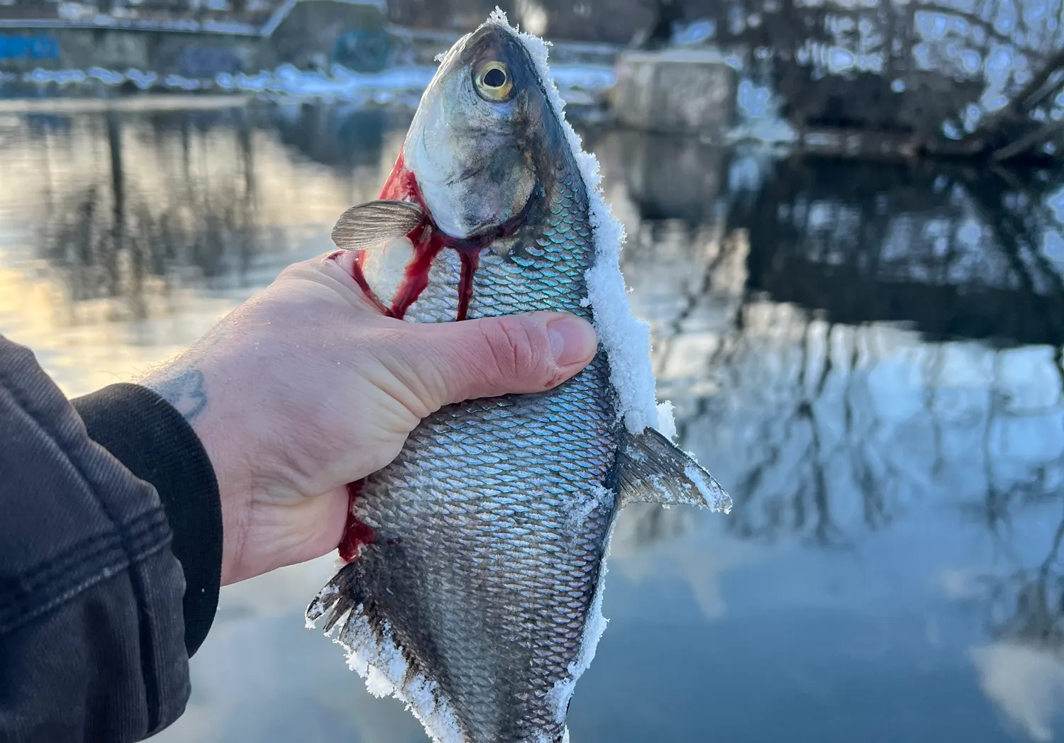 American gizzard shad