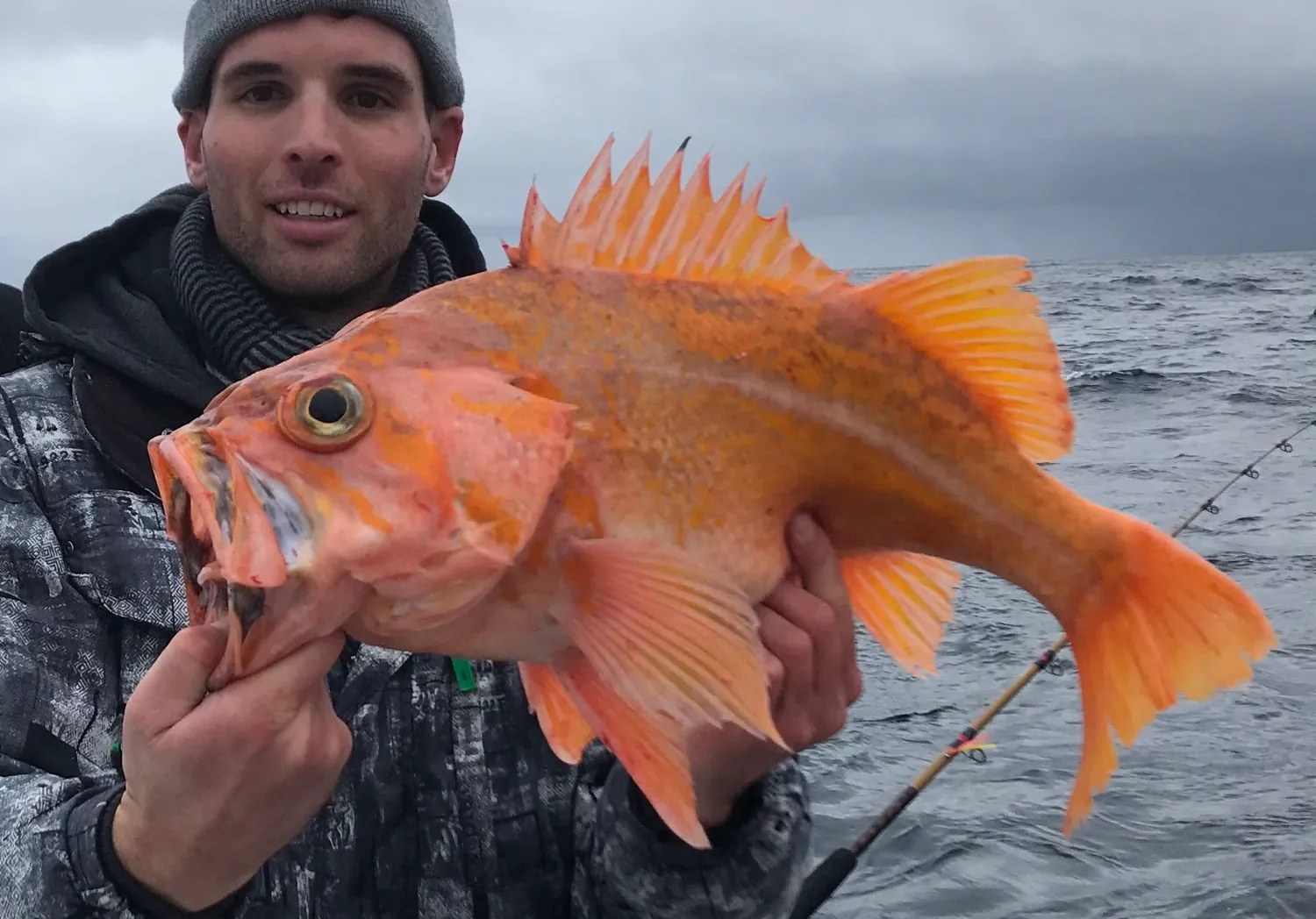 Canary rockfish