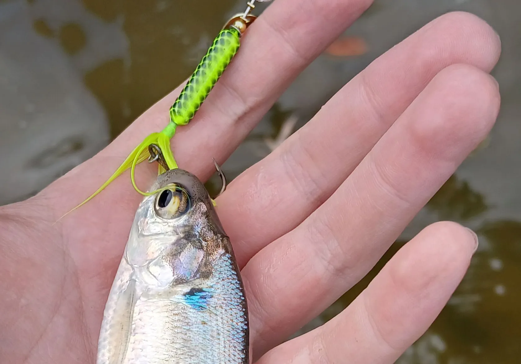 American gizzard shad