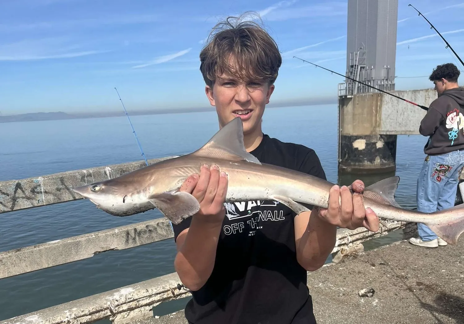 Brown smooth-hound