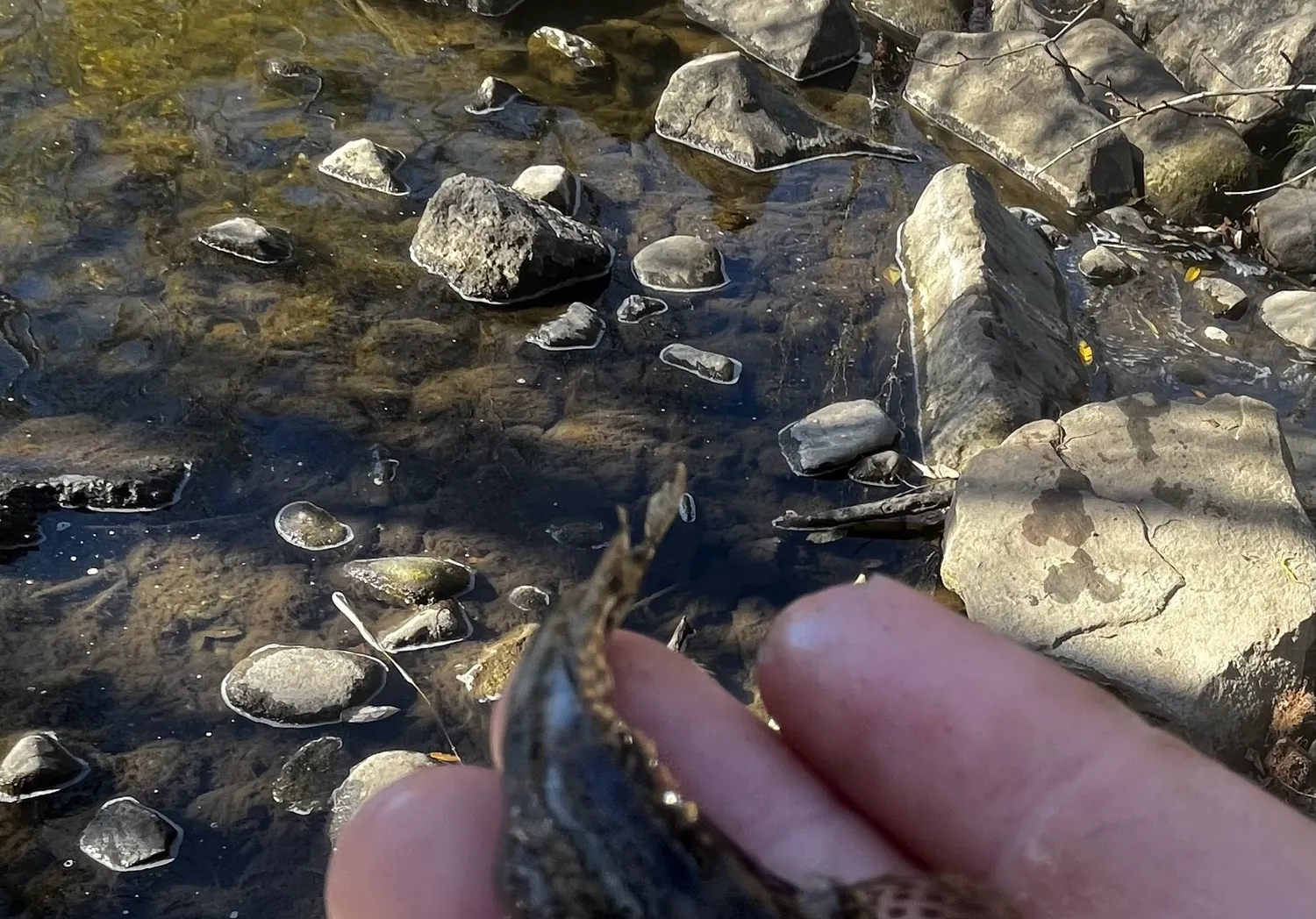 Longspined bullhead