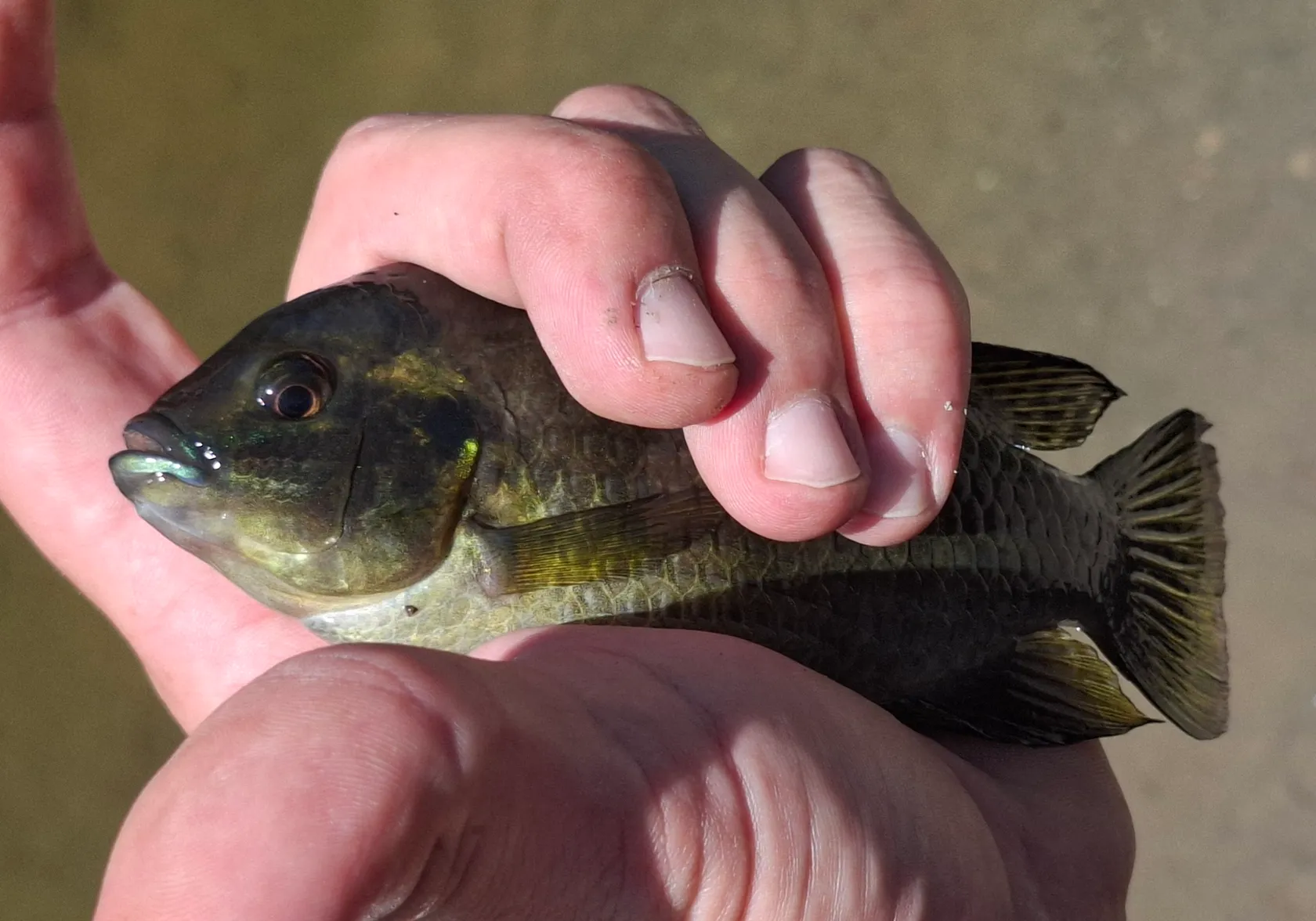 Banded tilapia