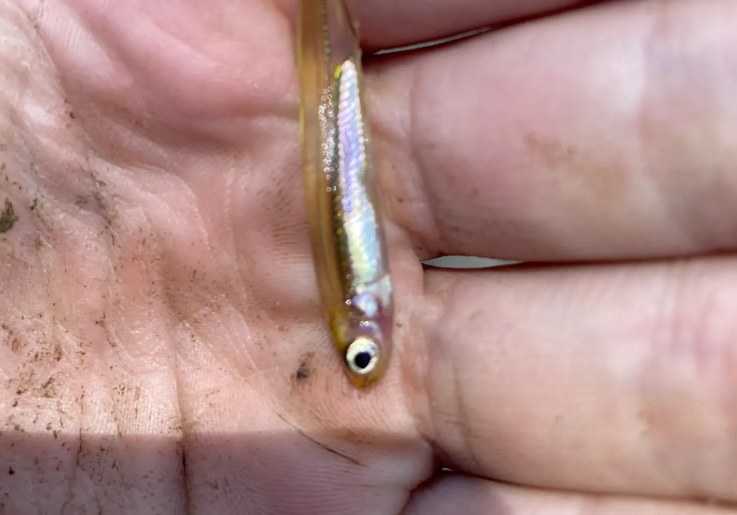 Whitebait smelt