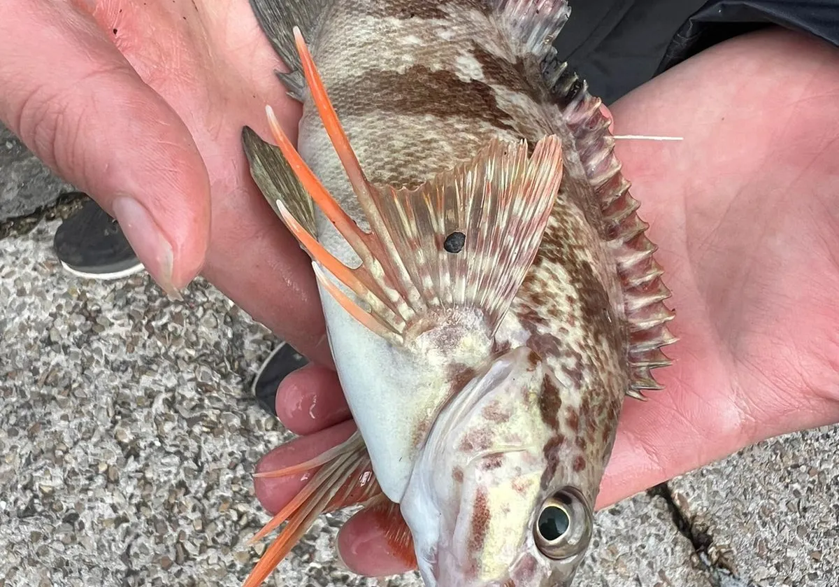 Two-tone fingerfin