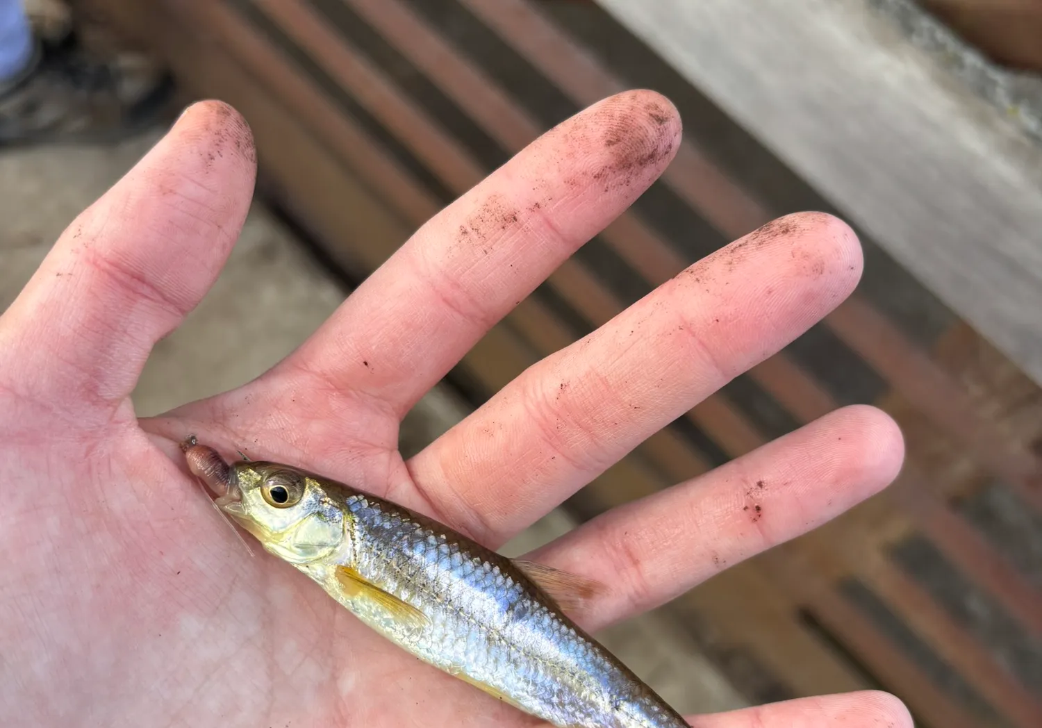 Spottail shiner