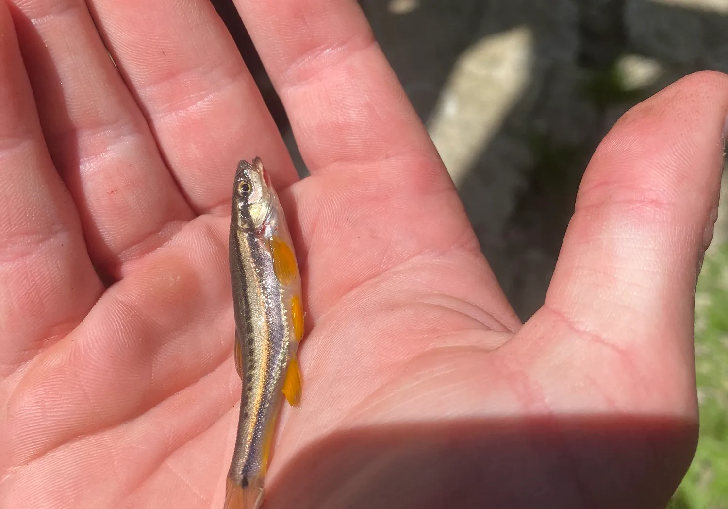 Southern redbelly dace