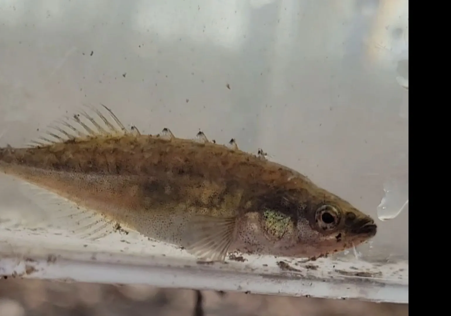 Brook stickleback