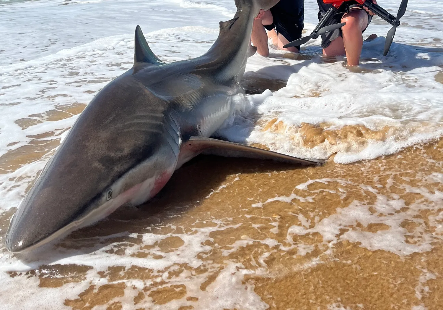 Copper shark