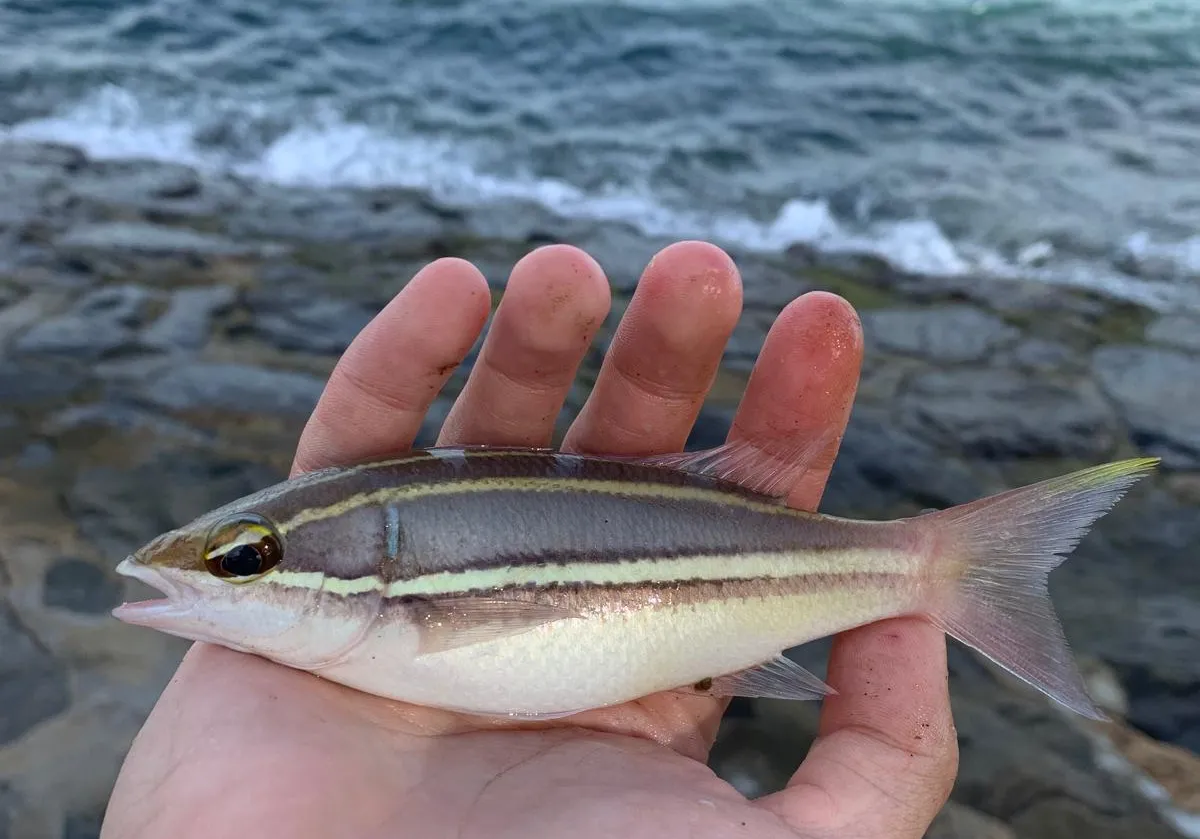 Two-lined monocle bream