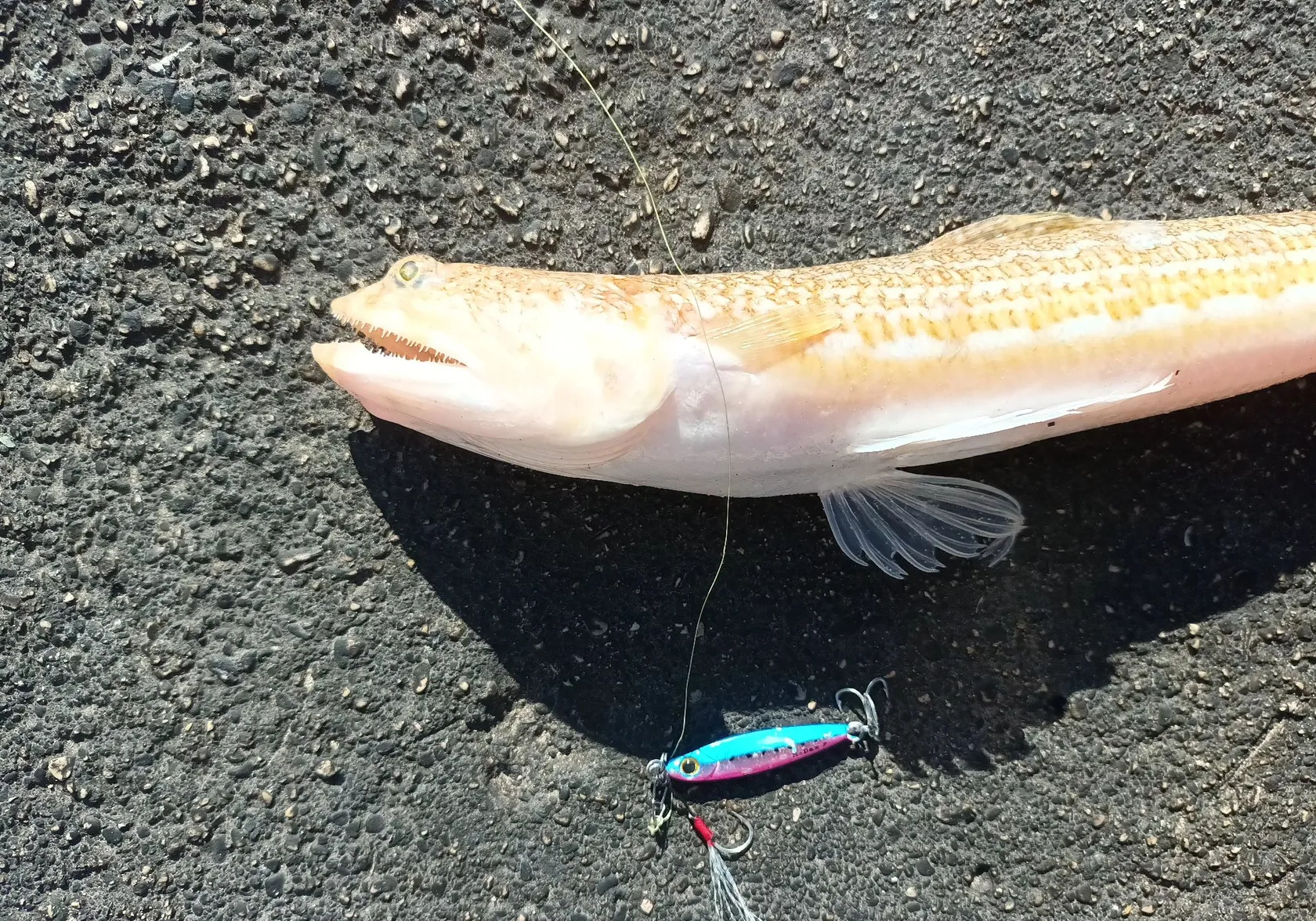 Atlantic lizardfish