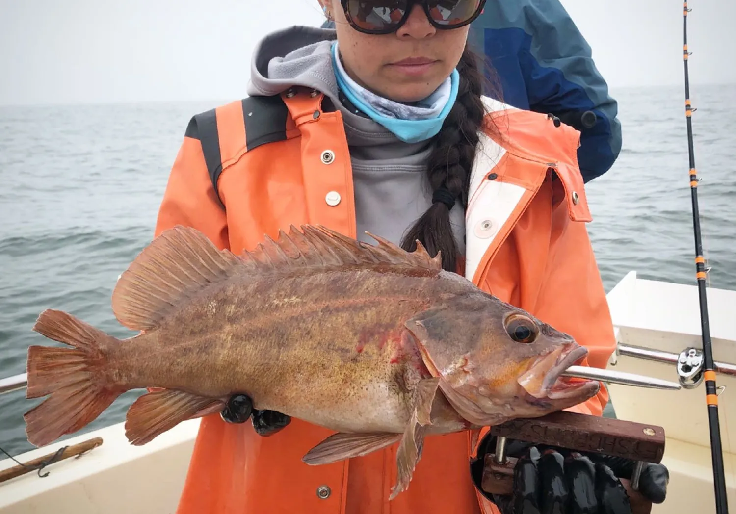 Copper rockfish