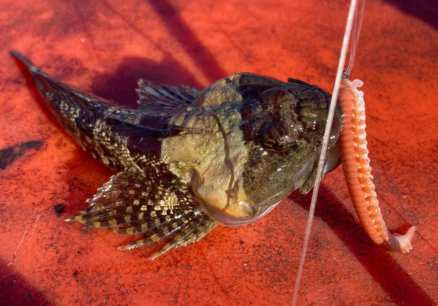 Tidepool sculpin