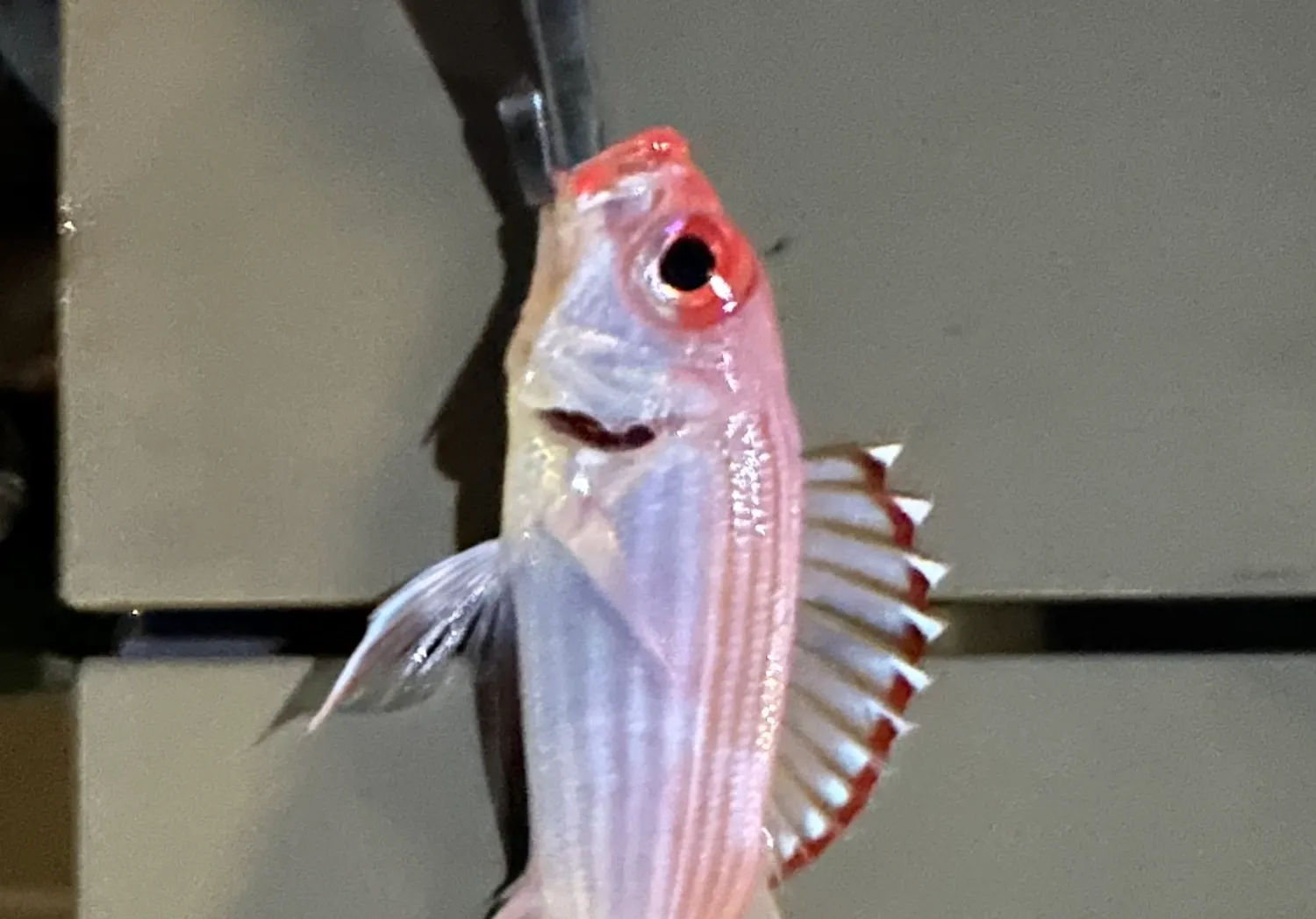 Longspine squirrelfish