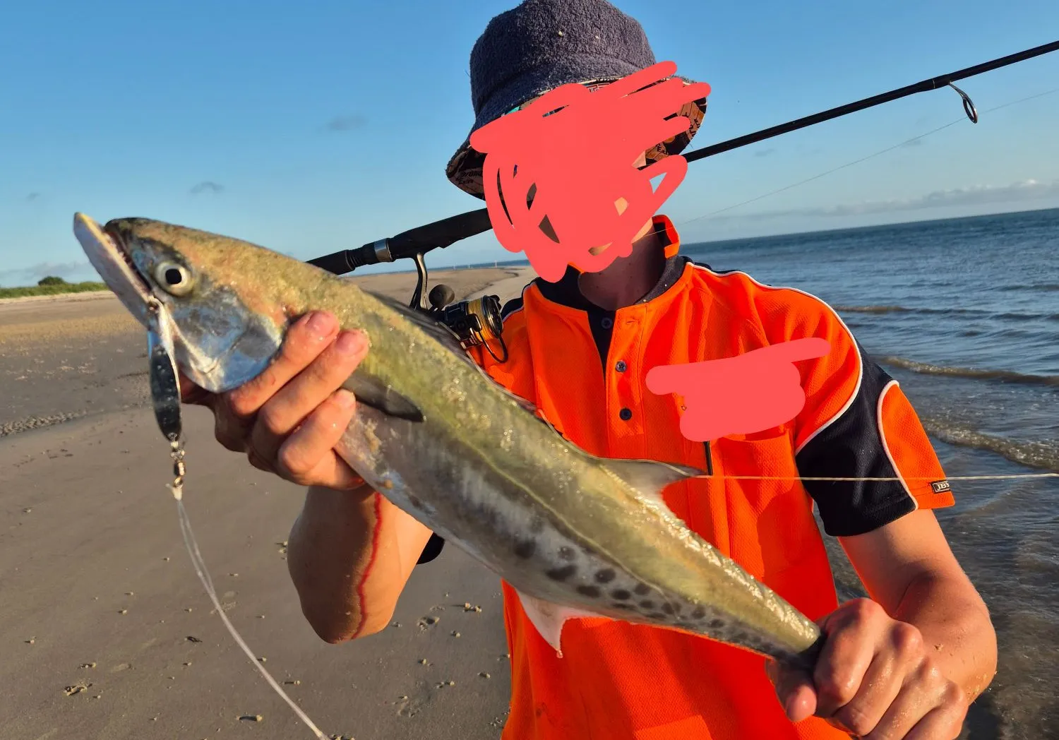 Australian spotted mackerel