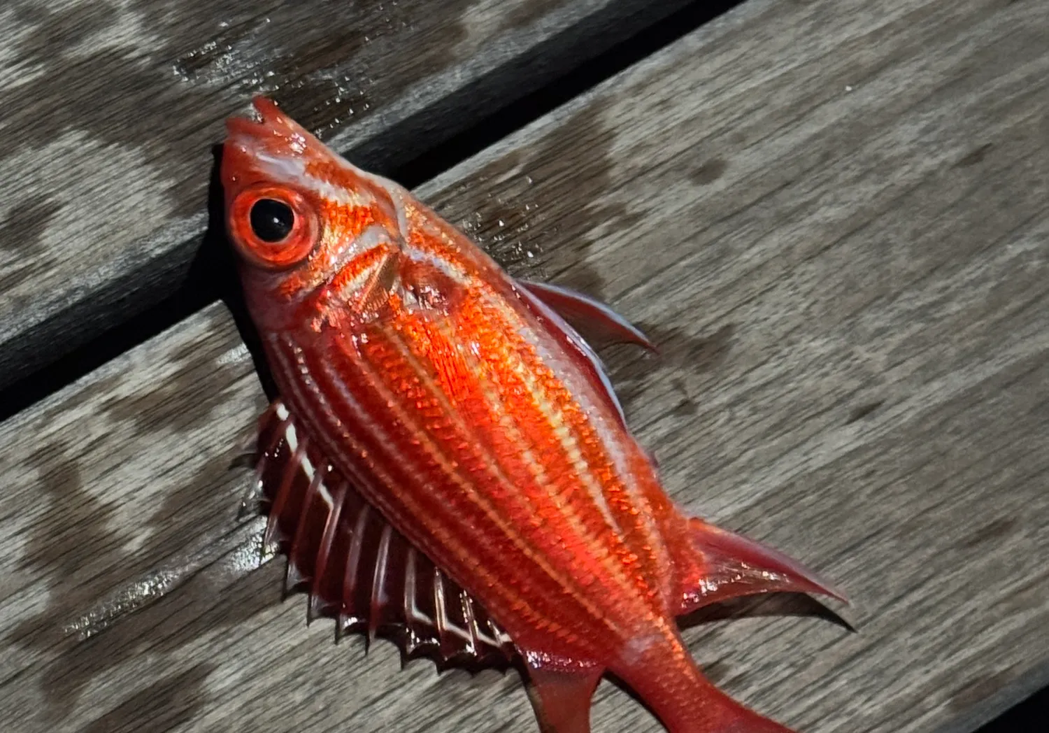 Hawaiian squirrelfish