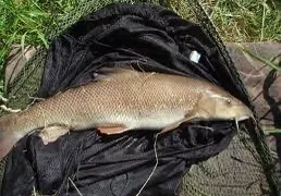 Common barbel