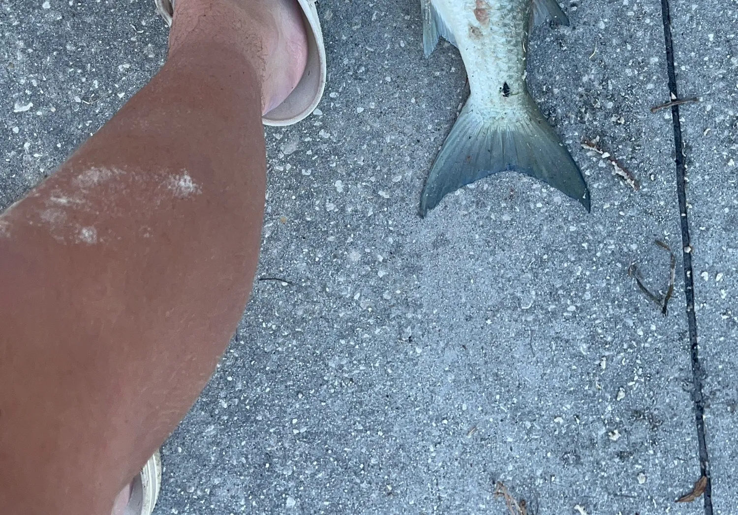 Striped mullet