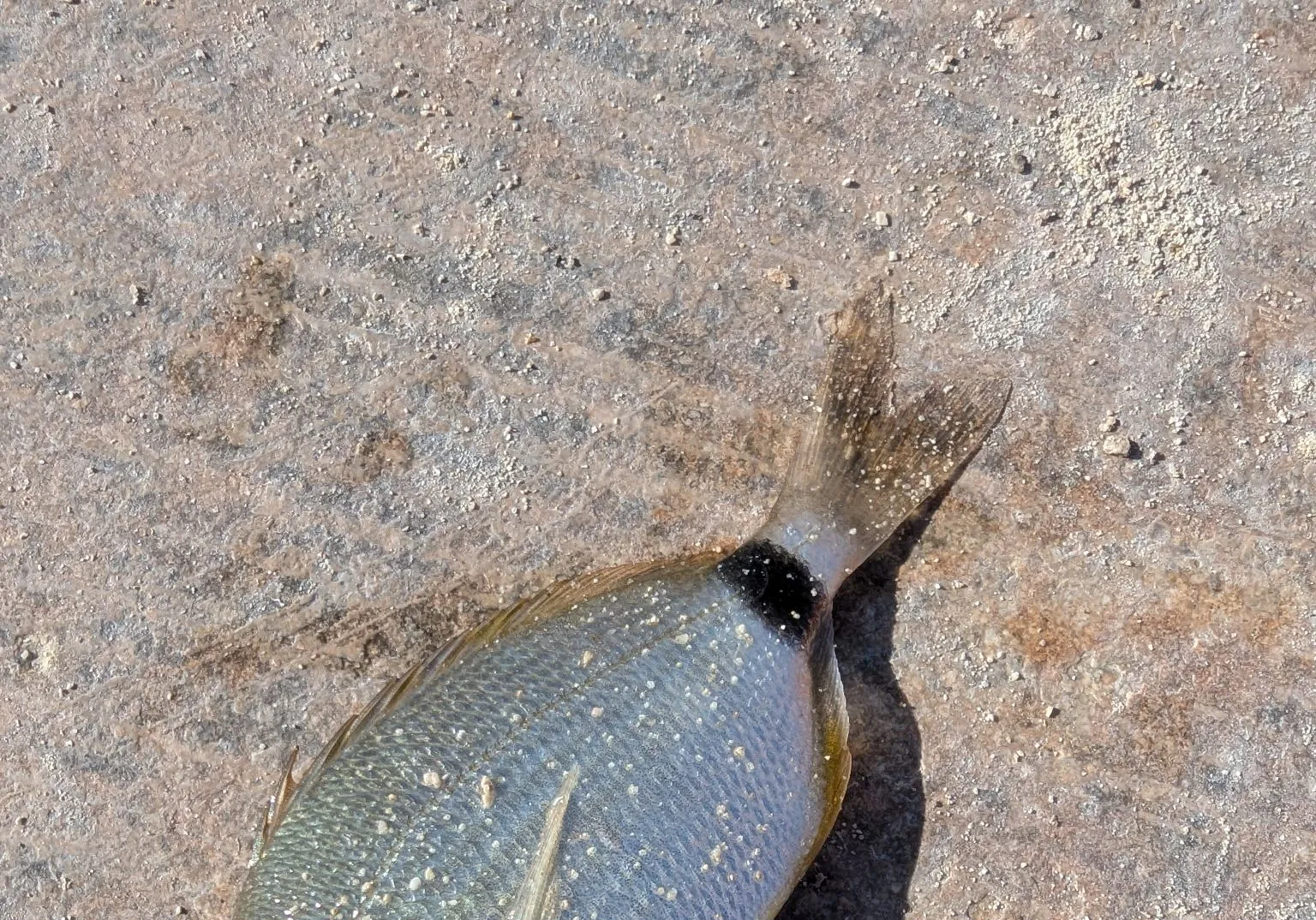 Annular seabream