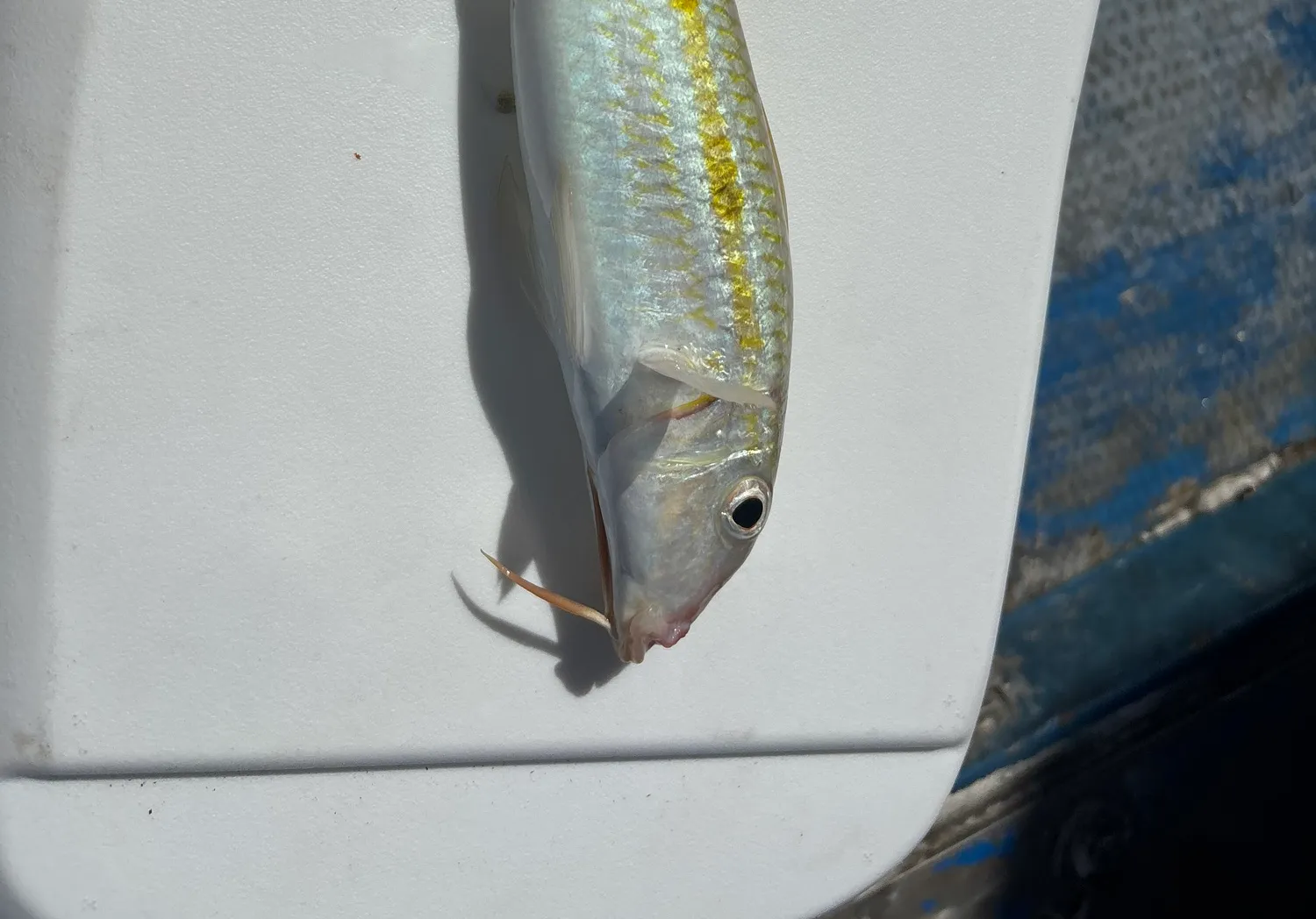 Yellowstripe goatfish