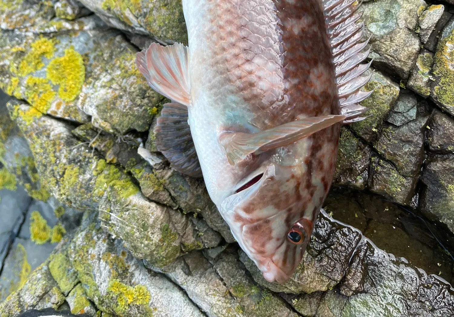 Ballan wrasse