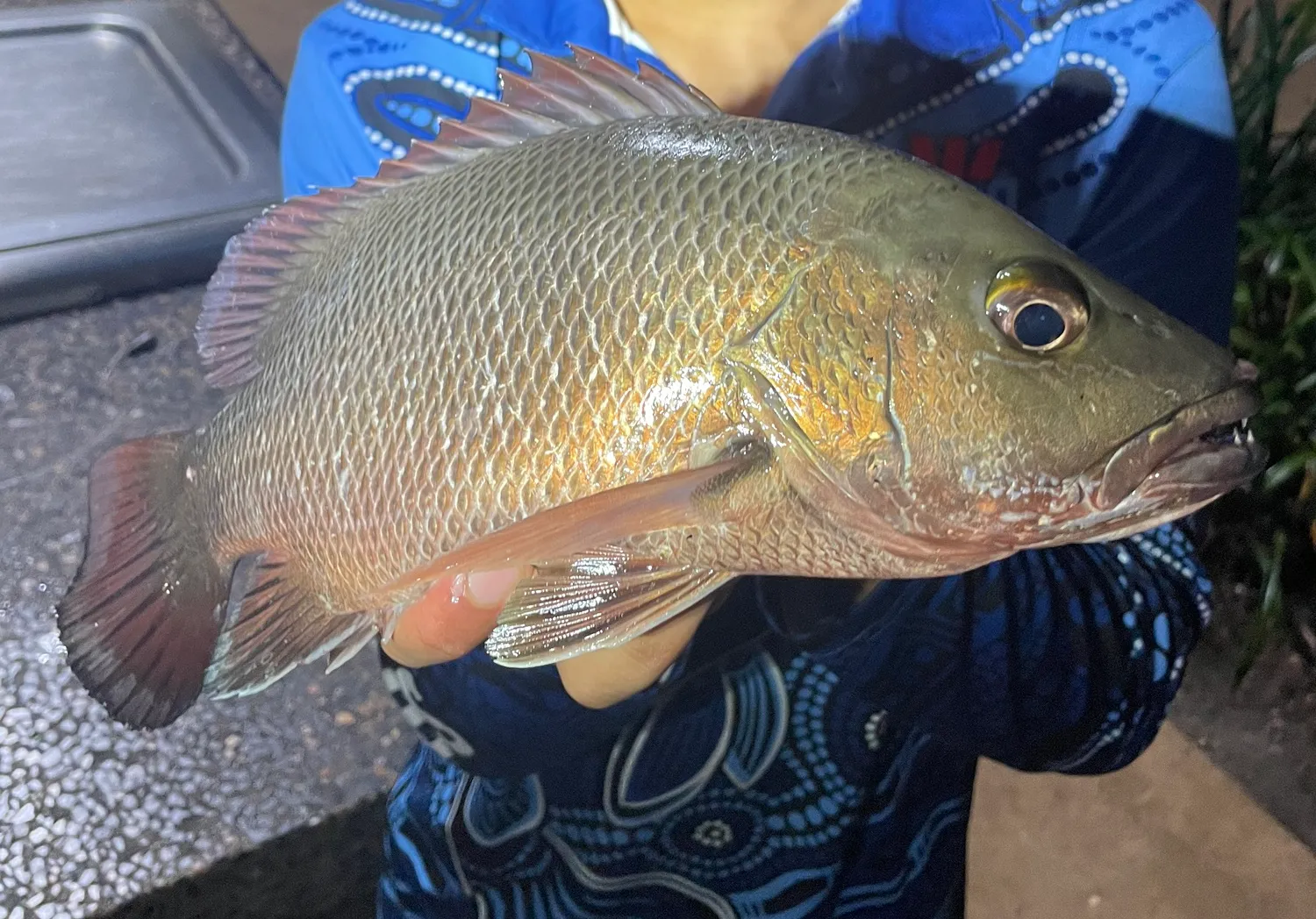 Mangrove red snapper