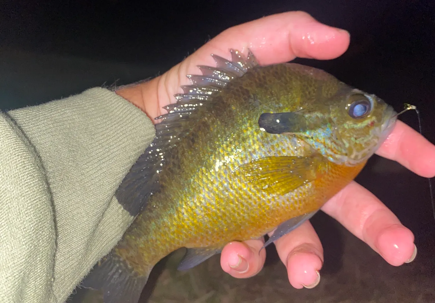 Redbreast sunfish x bluegill