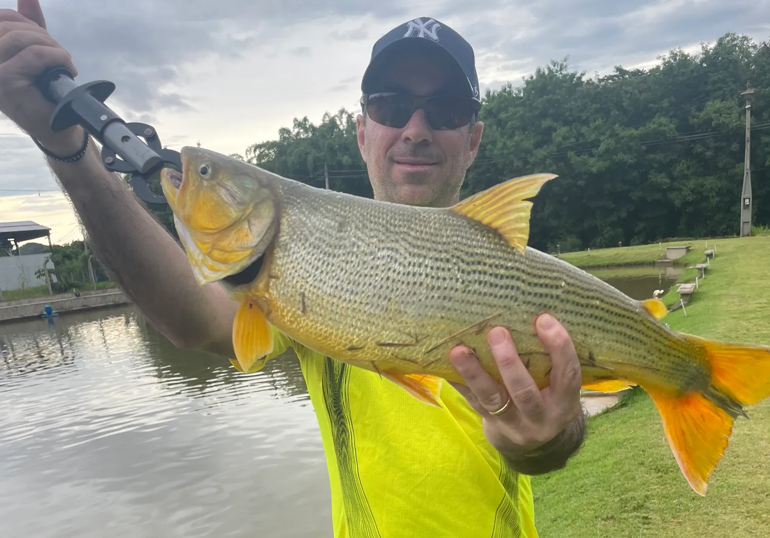 Golden dorado